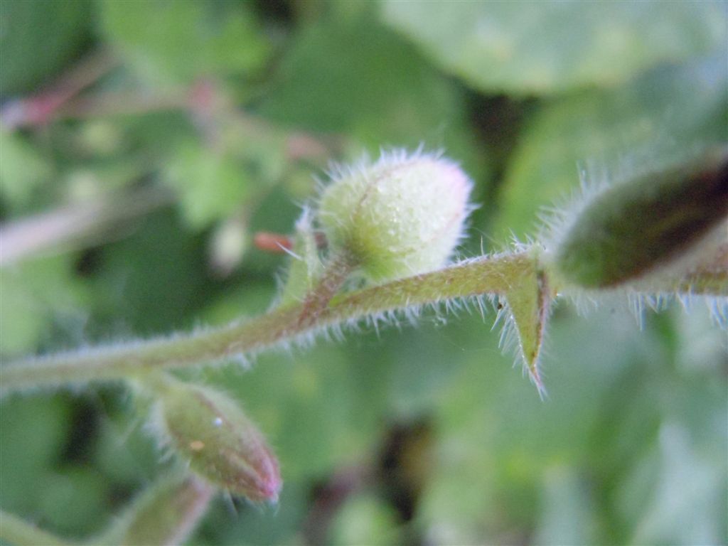 Anchusa hybrida